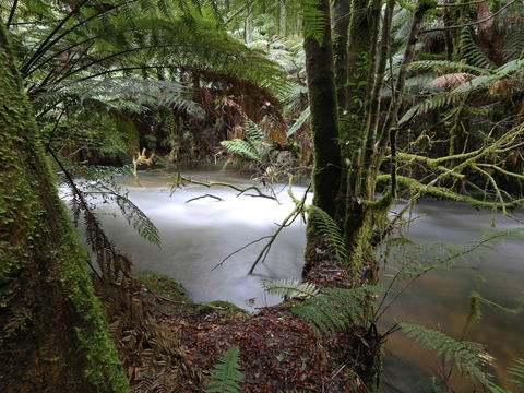 Marriotts Falls And Junee Caves - Accommodation Coffs Harbour 0