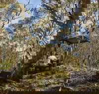 Mount Barrington picnic area - Accommodation Coffs Harbour