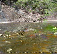 Mount Boss State Forest - Accommodation Coffs Harbour
