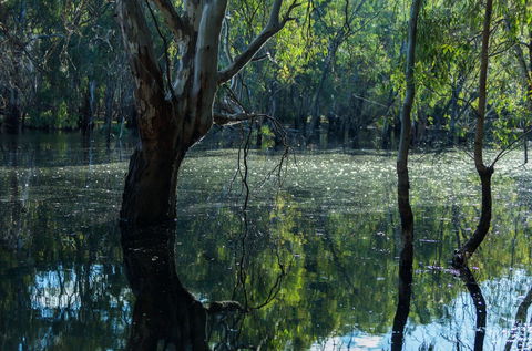 Nyah Vinifera Park - Accommodation Coffs Harbour 2