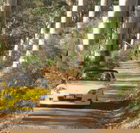 Scotsdale Tourist Drive - Accommodation Coffs Harbour