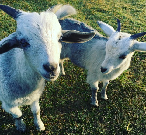 Splitters Farm - Accommodation Coffs Harbour 0