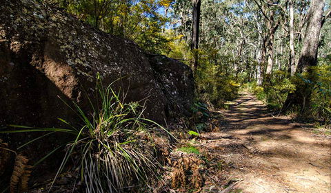 Starlights Trail - Accommodation Coffs Harbour 0