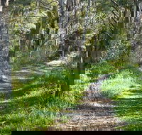 Stoodley Forest Walk and Arboretum - Accommodation Coffs Harbour