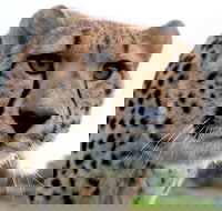 Tasmania Zoo - Accommodation Coffs Harbour