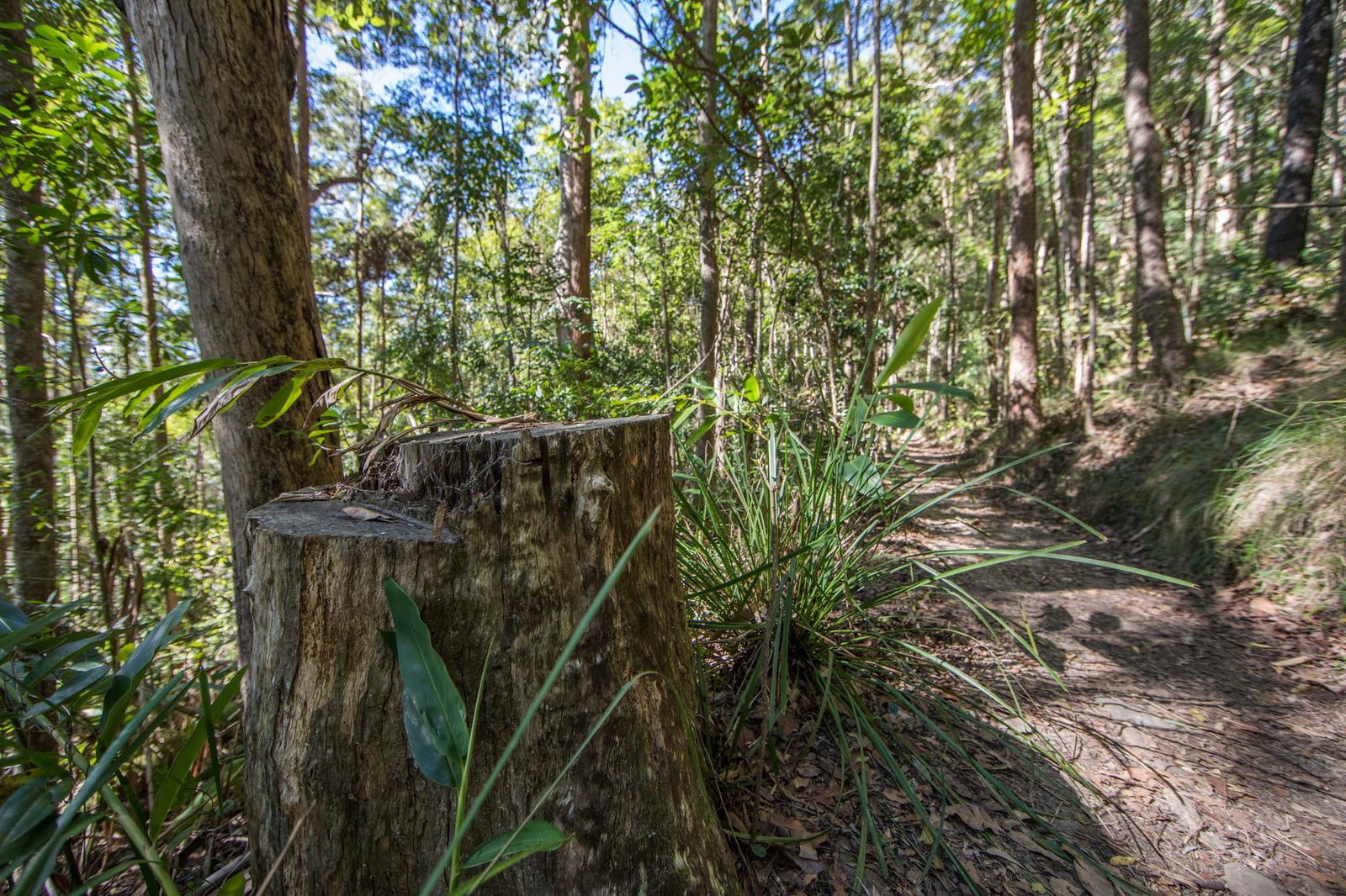 Mount Nebo QLD Accommodation Coffs Harbour
