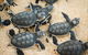 Turtle Nesting Season - thumb 0