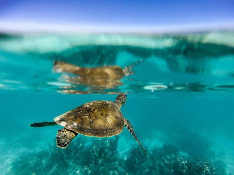 Turtle Nesting Season - Accommodation Coffs Harbour 1