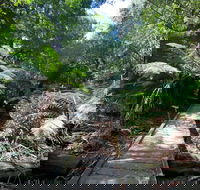 Wirrawilla Rainforest Walk - Accommodation Coffs Harbour