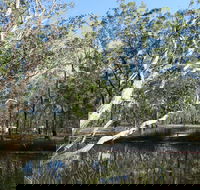 Wongi State Forest - Accommodation Coffs Harbour