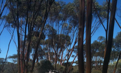 Boorabbin National Park - Accommodation Coffs Harbour 0