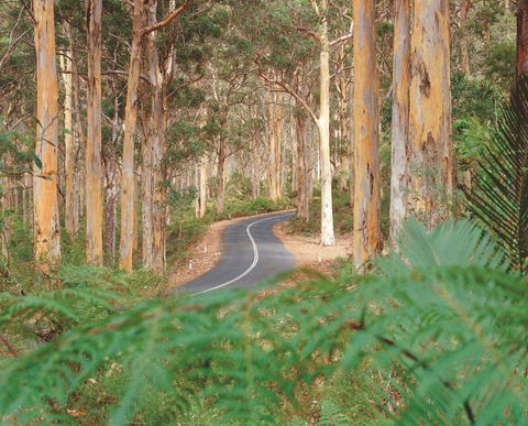 Boranup Karri Forest - Accommodation Coffs Harbour 0