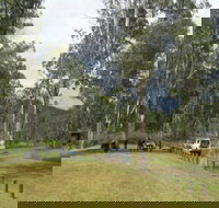 Chaelundi National Park - Accommodation Coffs Harbour