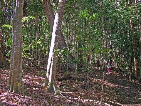 Cooyar - Accommodation Coffs Harbour 1