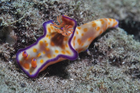 Curtin Artificial Reef Dive Site - Accommodation Coffs Harbour 0