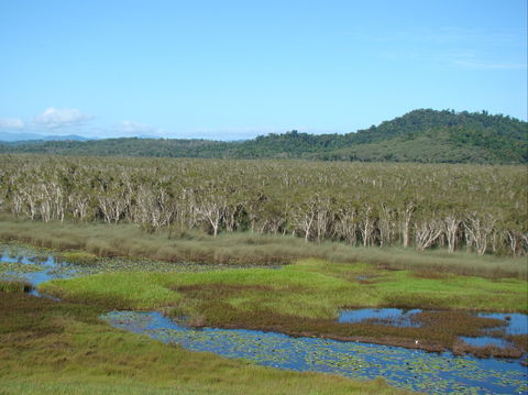 Eubenangee Swamp National Park - Accommodation Coffs Harbour 1