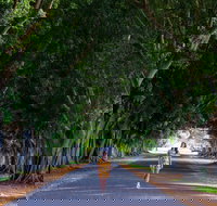 Fig Tree Avenue - Accommodation Coffs Harbour