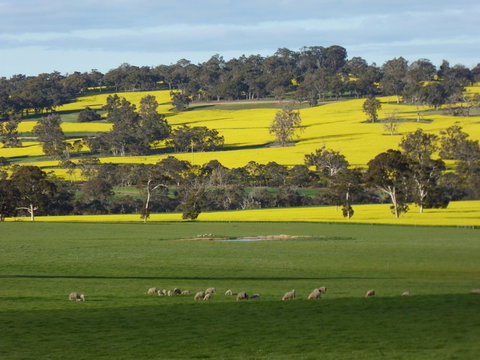 Fini Olives - Accommodation Coffs Harbour 0