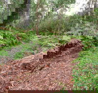 Forest Walking Track Gibraltar Range National Park - Accommodation Coffs Harbour