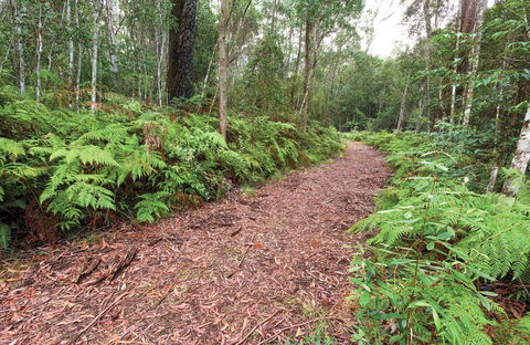Forest Walking Track, Gibraltar Range National Park - Accommodation Coffs Harbour 0