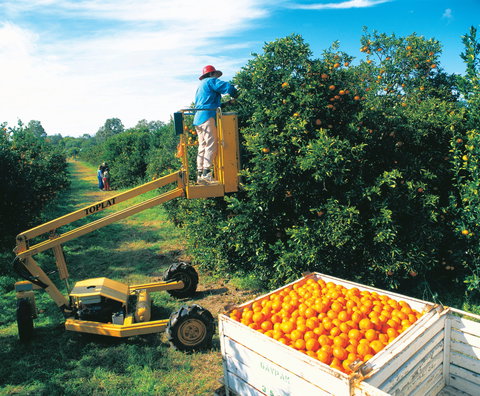 Gayndah's Big Orange - Accommodation Coffs Harbour 0