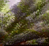 Honeysuckle picnic area - Accommodation Coffs Harbour