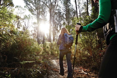 Kinglake National Park - Accommodation Coffs Harbour 0