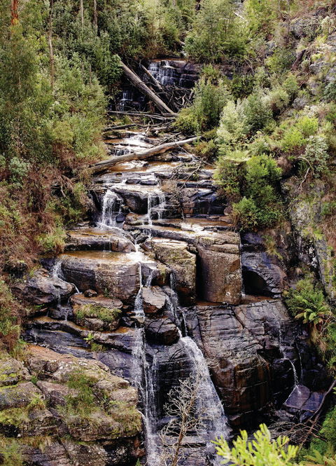 Kinglake National Park - Accommodation Coffs Harbour 1