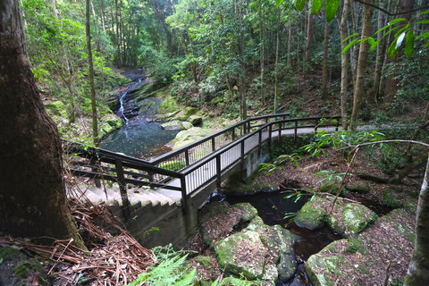 Kondalilla Falls Circuit, Kondalilla National Park - Accommodation Coffs Harbour 2