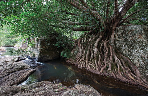 Misty Mountains Wilderness Tracks - Accommodation Coffs Harbour 0