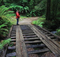 Montezuma Falls - Accommodation Coffs Harbour
