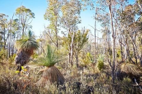 Mt Glenrowan Lookout Walk - Accommodation Coffs Harbour 2