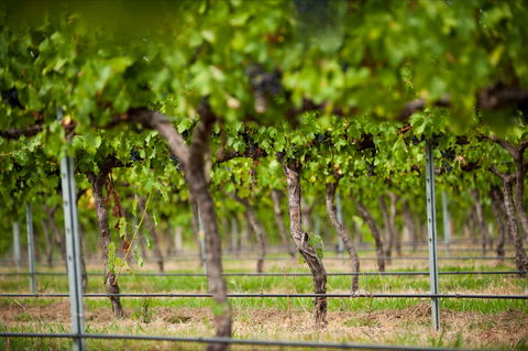 Murrumbateman - Accommodation Coffs Harbour 0