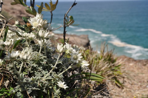 Perpendicular Point - Accommodation Coffs Harbour 1
