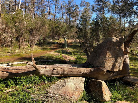 Pine Gully Nature Trail - Accommodation Coffs Harbour 1