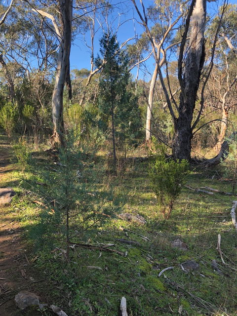 Pine Gully Nature Trail - Accommodation Coffs Harbour 2
