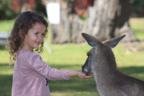 Potoroo Palace Native Animal Sanctuary - Accommodation Coffs Harbour 1