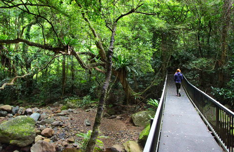Rainforest Loop Walk, Budderoo National Park - Accommodation Coffs Harbour 0