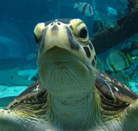 Reef HQ Aquarium - Accommodation Coffs Harbour