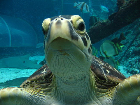Reef HQ Aquarium - Accommodation Coffs Harbour 0