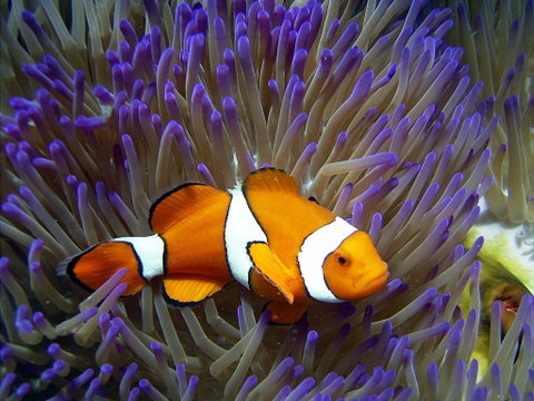 Reef HQ Aquarium - Accommodation Coffs Harbour 1