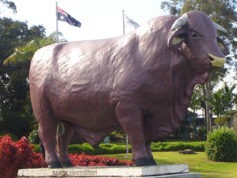Rockhampton Bull Statues - Accommodation Coffs Harbour 1