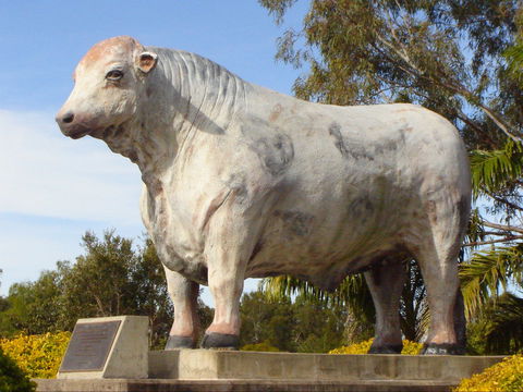 Rockhampton Bull Statues - Accommodation Coffs Harbour 2