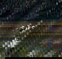 Seaham Swamp Nature Reserve - Accommodation Coffs Harbour