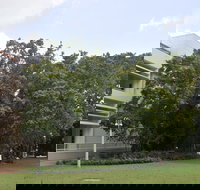 State Square Banyan Tree - Accommodation Coffs Harbour