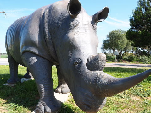 Tailem Bend Rhino Park And Dickson Reserve - Accommodation Coffs Harbour 0
