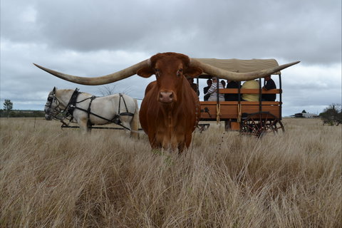 Texas Longhorn Tours - Accommodation Coffs Harbour 0