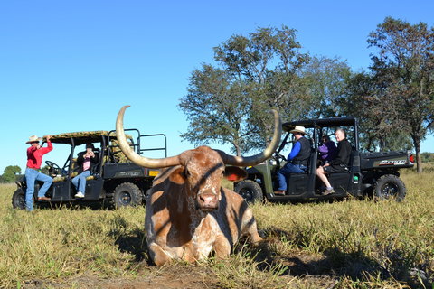 Texas Longhorn Tours - Accommodation Coffs Harbour 1