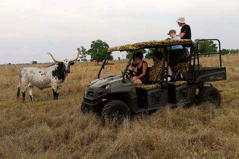 Texas Longhorn Tours - Accommodation Coffs Harbour 2