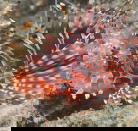 The Seaway Dive Site - Accommodation Coffs Harbour